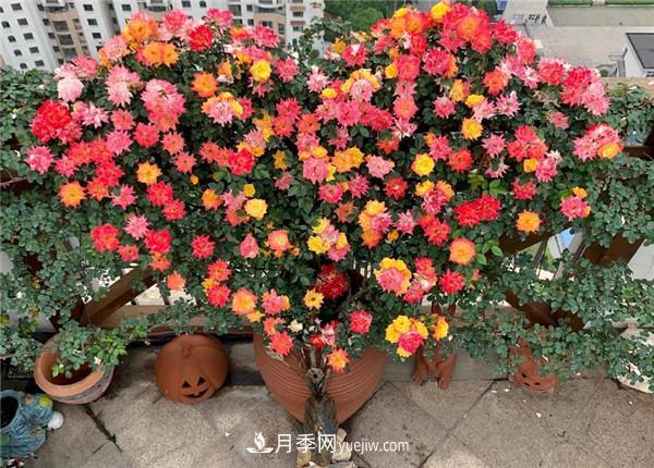 藤彩虹月季品种优缺点是什么？(图1)