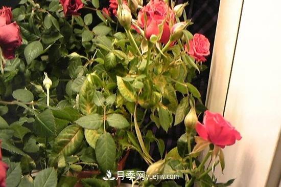 月季为什么掉叶子发黄，施加生肥遭受病虫害(图2)