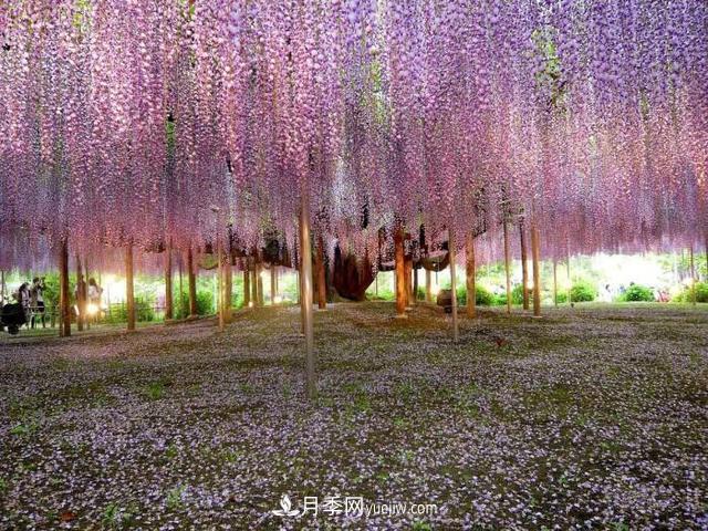 园林树木百家姓——紫叶苗木(图14)