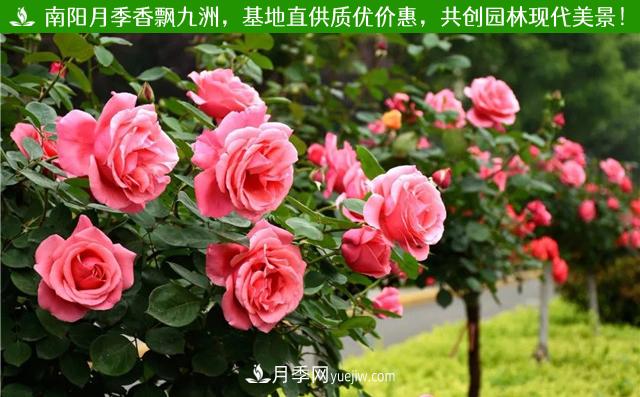 南阳月季，古桩月季，树状月季-南阳市卧龙区现代月季繁育基地(图1)