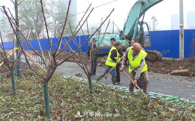 湖北应城栽种花木1500余株 赏花来这里！(图1)