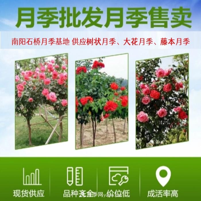 大花月季批发,树状月季批发,中国月季之乡价格就是香!(图1) 大花月季批发,树状月季批发,中国月季之乡价格就是香!(图1)