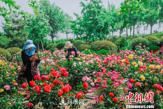 中国月季之都 山东莱州月季花海吸睛(图1) 中国月季之都 山东莱州月季花海吸睛(图1)