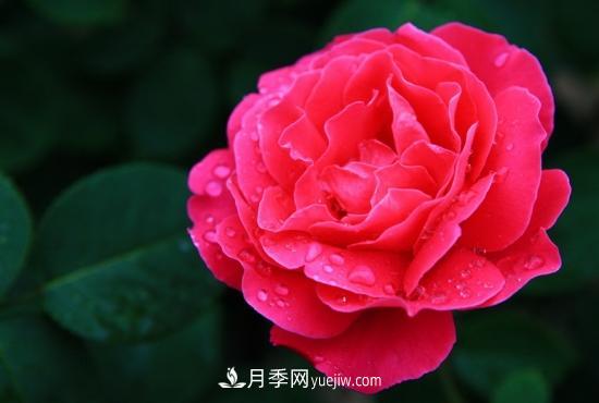 月季网教你如何区分月季和玫瑰(图6)