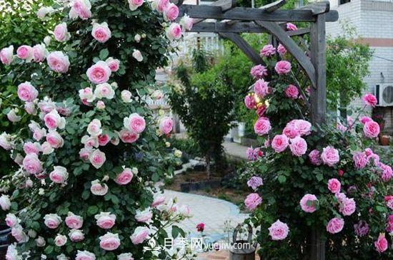 藤本月季过冬方法(图1)