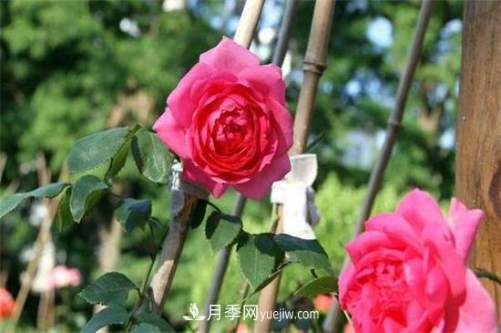 第一次花后修剪主要集中在春(图1)