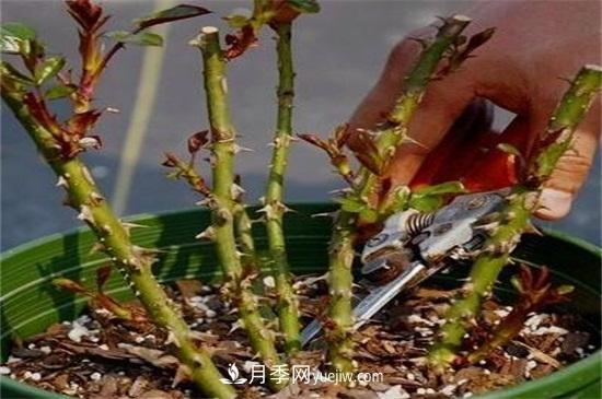 第一次花后修剪主要集中在春(图2)