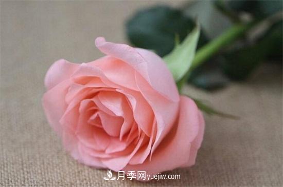 2020年十大玫瑰花品种排行榜(图2) 2024年十大玫瑰花品种排行榜(图2)