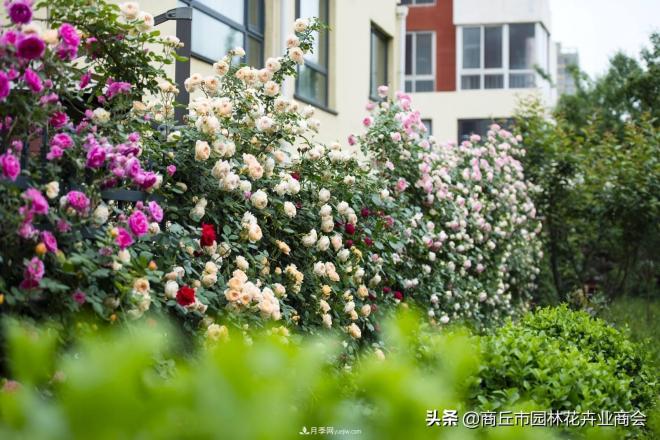 2020月季比美大赛！获奖大片欣赏！这大概是月季最美的打开方式了(图1)