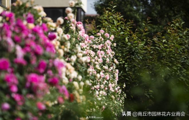 2020月季比美大赛！获奖大片欣赏！这大概是月季最美的打开方式了(图2)