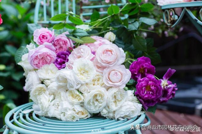 2020月季比美大赛！获奖大片欣赏！这大概是月季最美的打开方式了(图3)