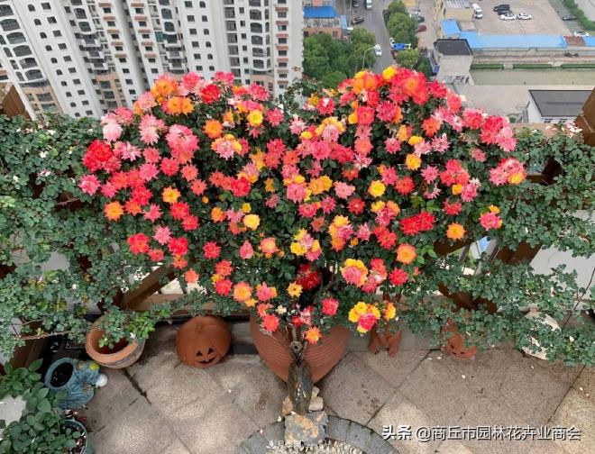 2020月季比美大赛！获奖大片欣赏！这大概是月季最美的打开方式了(图6)