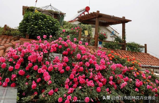 2020月季比美大赛！获奖大片欣赏！这大概是月季最美的打开方式了(图7)