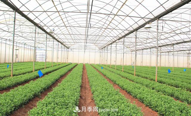 2020年云南“10大名花”千万元奖励，多个月季种苗获奖(图2)