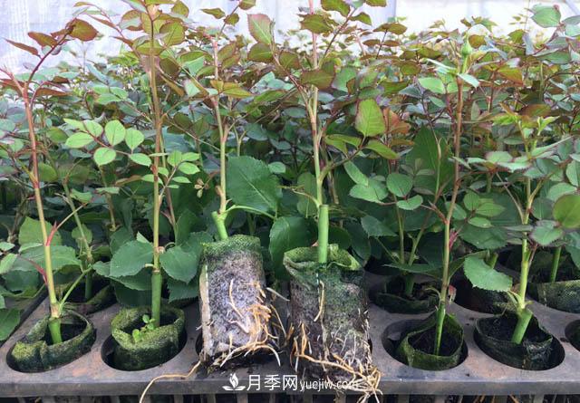 2020年云南“10大名花”千万元奖励，多个月季种苗获奖(图3)