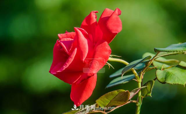 行行摄摄，发现月季花迷人的美艳，熟悉的花朵格外动人(图2)