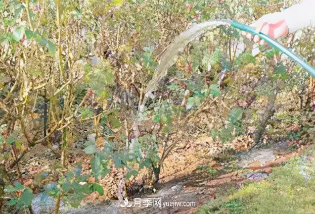 月季浇水有要领，掌握了才能枝条健壮，花姿愈加优美(图1)