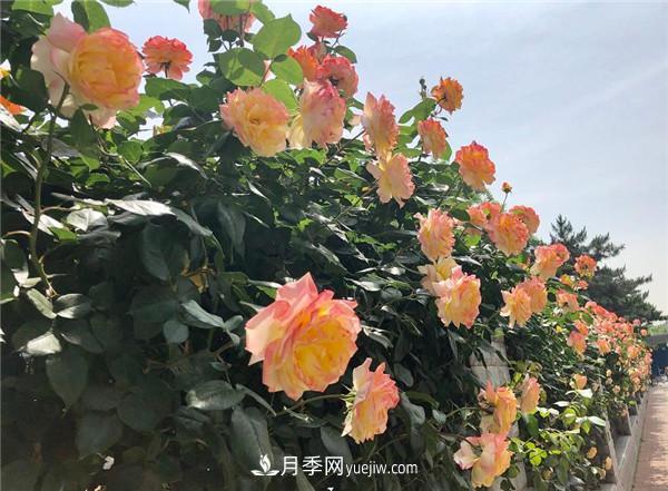 最值得栽的10种藤本月季，每一种都很优秀(图3)