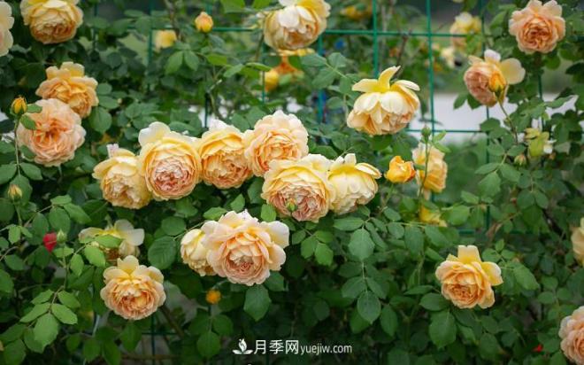 最值得栽的10种藤本月季，每一种都很优秀(图9)