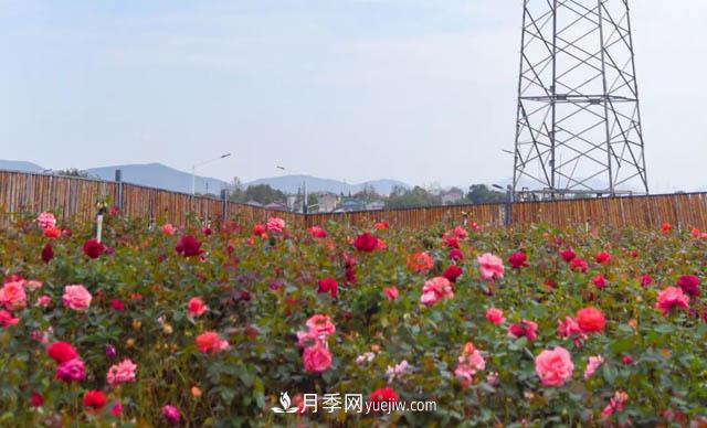 初冬赏花何处去？南京江宁这个近400亩的月季花海，赶紧安排！(图2)