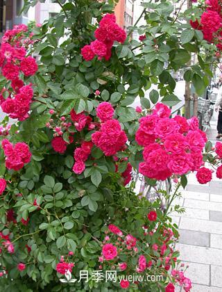 攀缘玫瑰和蔓延玫瑰之差异(图2)