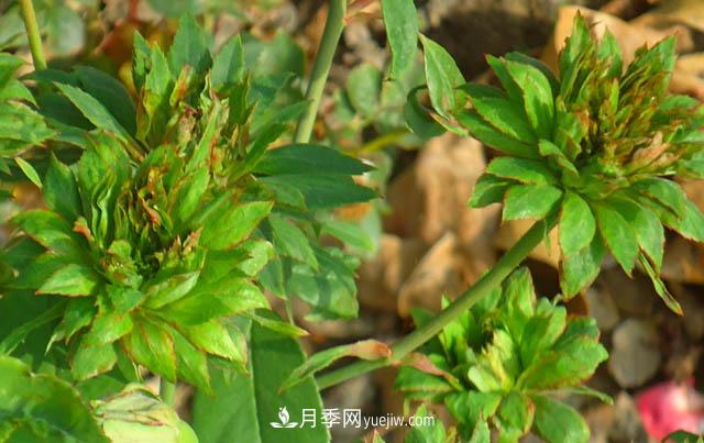 中国古老月季品种-绿萼(图1)