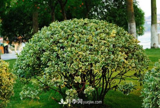 灌木苗木有哪些：21种常见灌木介绍(图1)