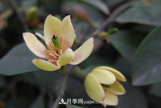 灌木苗木有哪些：21种常见灌木介绍(图5)