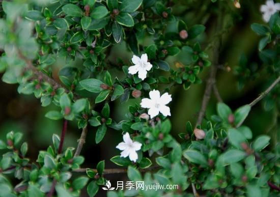 灌木苗木有哪些：21种常见灌木介绍(图6)