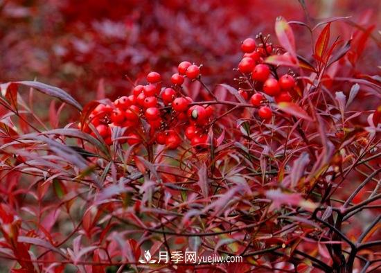 灌木苗木有哪些：21种常见灌木介绍(图7)