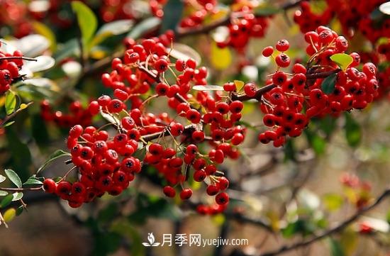 灌木苗木有哪些：21种常见灌木介绍(图16)