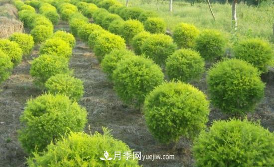 灌木苗木有哪些：21种常见灌木介绍(图19)