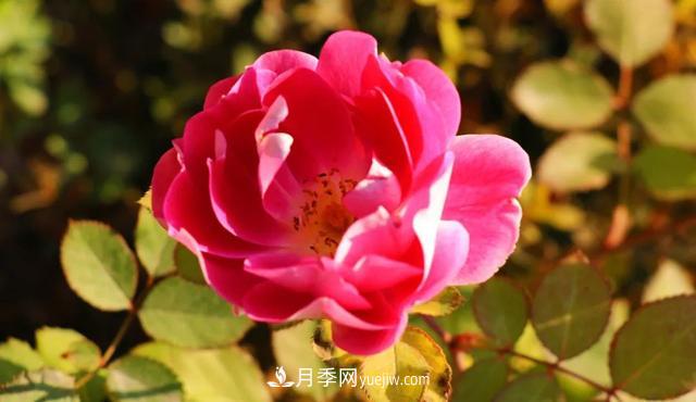 月季正红：唯有此花开不厌，一年长占四时春(图4)