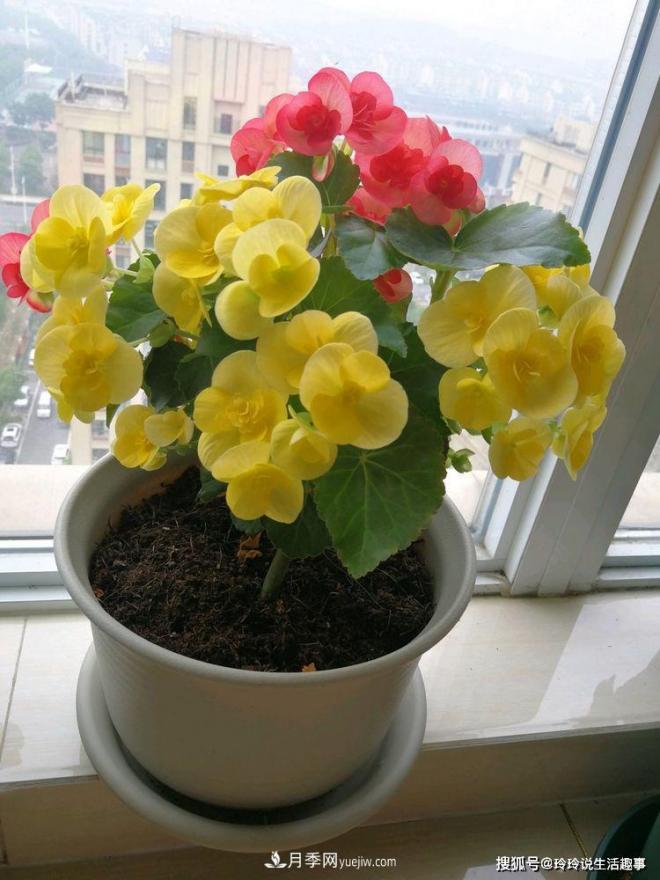 喜欢玫瑰，不如养“优良月季”戴尔巴德，古典花型，美丽怡人！(图3)