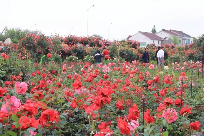 南阳月季批发：唯有此花开不厌，一年长占四时春(图4)