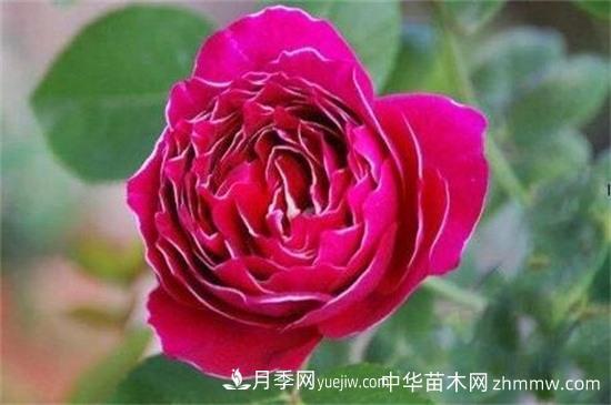 南阳藤本月季基地的主要品种(图2)