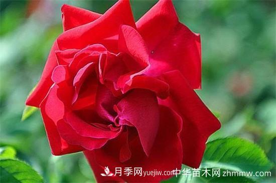 南阳藤本月季基地的主要品种(图3)