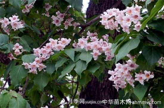 楸树的价值有哪些，可美化环境还有药用价值(图1)