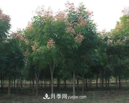 南阳栾树苗木主要病虫害防治(图1)