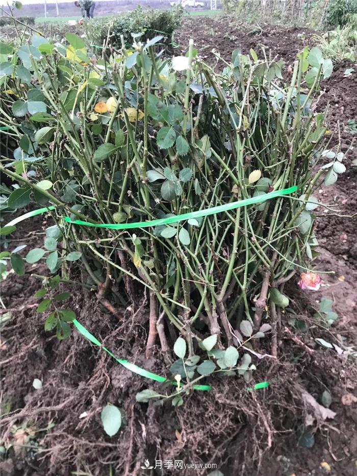 月季裸根苗批发,南阳月季繁育基地直供(图3) 月季裸根苗批发,南阳月季繁育基地直供(图3)