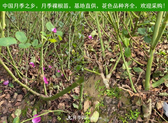 月季裸根苗批发,南阳月季繁育基地直供(图2) 月季裸根苗批发,南阳月季繁育基地直供(图2)