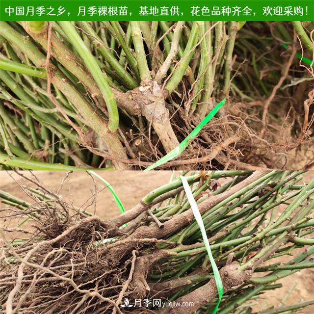 2025年南阳月季裸根苗价格(图1)
