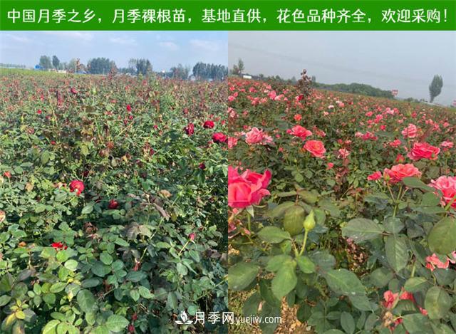 2025年南阳月季裸根苗价格(图5)