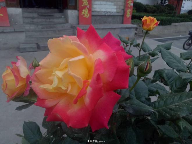 山西运城：月季花街，赏花要让花入你眼中来(图2)