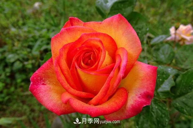 花魂月季的优缺点(图1) 花魂月季的优缺点是什么?(图1)