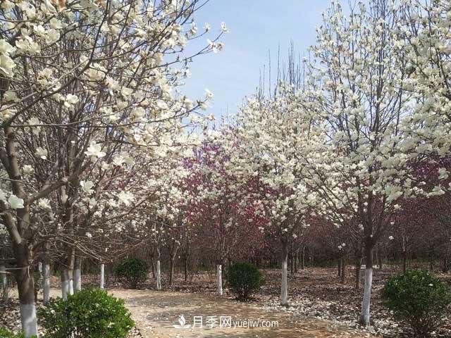 林木采伐证的过去、现在和未来，林木采伐证的演变历程和方向(图1)