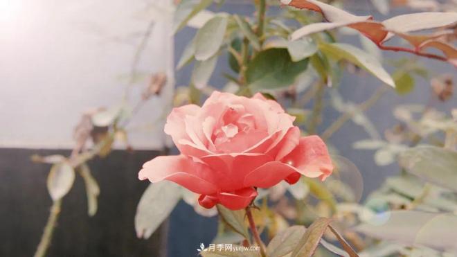 牵手农科院！兰州新区将建西北最大月季种质资源圃(图1)