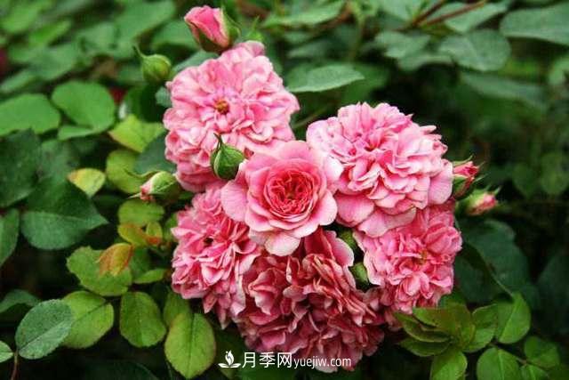 月季界的4大开花机器，养2种就拥有一个花园(图5)