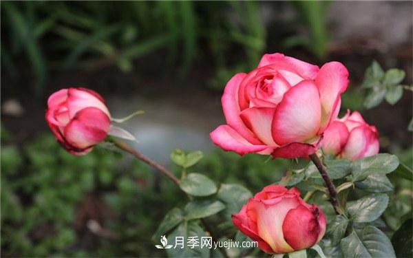 月季花的特点是什么？怎么养月季花？(图1)