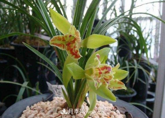 十大名贵兰花品种，最好看的兰花排名(图1)